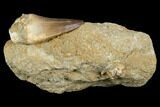 Mosasaur (Prognathodon) Tooth In Rock - Morocco #179257-1
